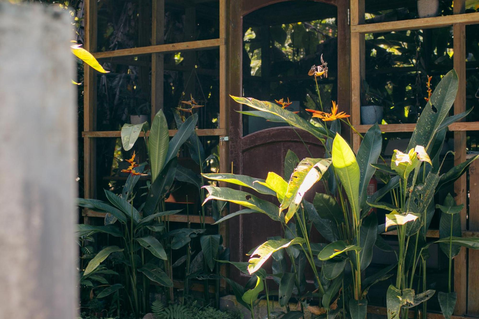 Bed and Breakfast Casa De Mono Bocas Big Creek Экстерьер фото