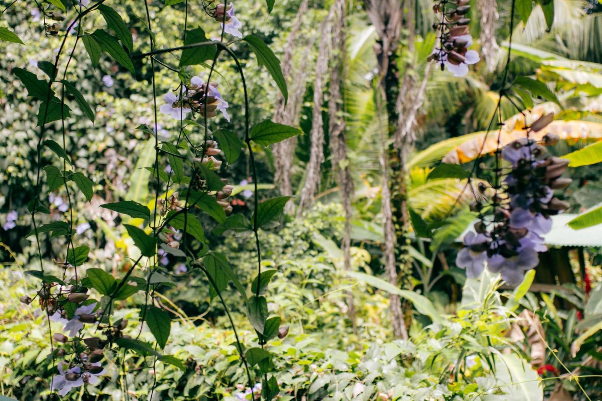Bed and Breakfast Casa De Mono Bocas Big Creek Экстерьер фото